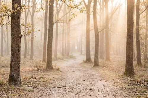 Forêt européenne issue d'une gestion durable des ressources en bois massif.